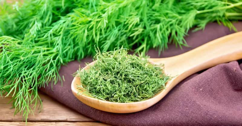تصویر 2 از شوید خشک درجه یک مناسب آشپزی و صنایع غذایی